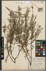 Foto von Salix purpurea L. x Salix repens L.